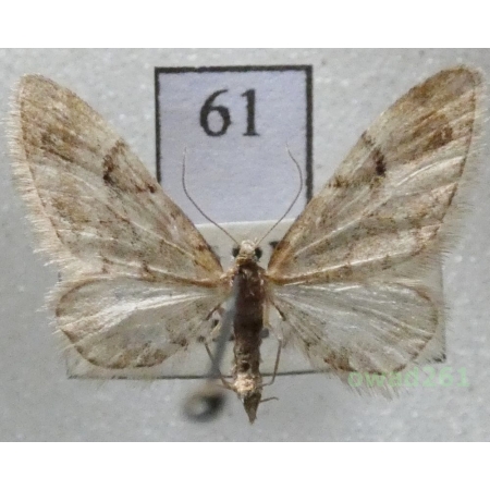 Eupithecia lanceata (Hübner, 1825) Czech61